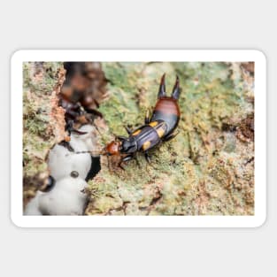 Unique and organic photo of a earwig Sticker